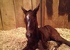 First Reported Soldat Foal Born in New Mexico First Reported Soldat Foal Born in New Mexico