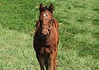 Orb as a foal.