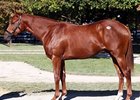 Fasig-Tipton Sees More October Gains Fasig-Tipton Sees More October Gains