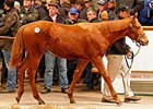 Lot 778, a filly from the first crop of the stallion Nathaniel, brought 300,000 guineas.