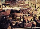 Europe Bans Horse Meat From Mexico Europe Bans Horse Meat From Mexico