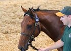 Lot 1335, an Irish-bred colt by Australia's current leading sire Fastnet Rock, sold for 180,000 guineas.