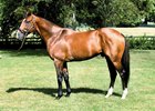 Data Link at Claiborne Farm