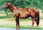 Horse Chestnut