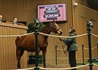 Keeneland January Sale Ends With Declines Keeneland January Sale Ends With Declines