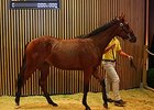 Lot 32 is a colt by Mastercraftsman and sold for €320,000 ($437,728 in United States funds).