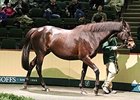 Hazariya brought 480,000 euros on Nov 21 at the Goffs November breeding stock sale.
