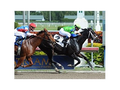 Boys At Tosconova outfinishes Groupie Doll at Gulfstream Park on Jan 27.<br><a target="blank" href="http://www.bloodhorse.com/horse-racing/photo-store?ref=http%3A%2F%2Fpictopia.com%2Fperl%2Fgal%3Fprovider_id%3D368%26ptp_photo_id%3D9805154%26ref%3Dstory">Order This Photo</a>
