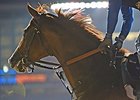 California Chrome Arrives in Newmarket California Chrome Arrives in Newmarket