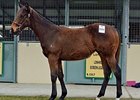 Lot 290, by Fastnet Rock out of Sorority Girl.