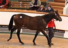 Lot 798, a colt from the first crop of multiple group I winner Rip Van Winkle sold for the highest price of 230,000 guineas on October 15.