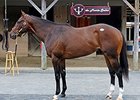 Hip 128, a bay colt by Unbridled's Song, attracted a final bid of $330,000 at the Fasig-Tipton's Midlantic 2YOIT sale.