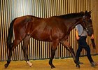 Lot 362, a colt by Pour Moi, brought €140,000 to top Day 3 of the Arqana October yearling sale.