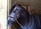 El Kabeir in Sharp Drill for Kentucky Derby El Kabeir in Sharp Drill for Kentucky Derby