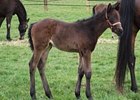 Rallying Cry - Baker Girl filly.