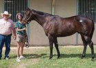 Fasig-Tipton Texas Sale
