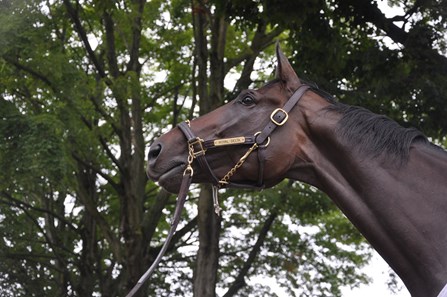 Royal Delta at Saratoga.