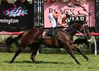 Black Caviar cruises to a new track record in the Black Caviar Lightning Stakes.