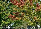 Keeneland September Sale