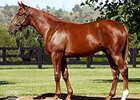 Lot 613, a colt by Sepoy, brought an Australian record price of $1.2 million (US$984,180) at the Magic Millions Gold Coast yearling sale Jan. 10.