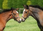 Two of Frankel’s foals, both fillies, out of Arrive and Hurry Home Hillary at Banstead Manor Stud.