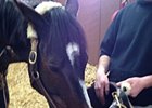 Vets Pleased with Rachel Alexandra's Progress Vets Pleased with Rachel Alexandra's Progress