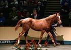 Al Eile Stud's Frankel filly, out of dual classic winner Finsceal Beo.