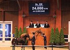 Hip 338 was the Japan Racing Horse Association's foal session sale topper.<br><a target="blank" href="http://photos.bloodhorse.com/AtTheRaces-1/at-the-races-2013/27257665_QgCqdh#!i=2624590598&k=NW3skJM">Order This Photo</a>