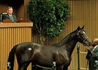 Half to Majestic Warrior Sells for $1 Million Half to Majestic Warrior Sells for $1 Million