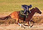 Dance to Bristol worked 5 furlongs in :58 3/5 on Oct. 25.