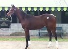 Keeneland November Sale 2014: Hip 402 Keeneland November Sale 2014: Hip 402