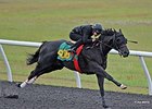 Hip 608, a filly by Big Drama, worked quarter of a mile in :20 3/5 to top the fourth under tack preview ahead of Ocala Breeders' Sales Co.'s spring sale.