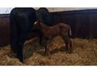 Dam of Shared Belief Produces Filly Dam of Shared Belief Produces Filly