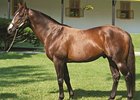 War Front's Stud Fee Increased to $150,000 War Front's Stud Fee Increased to $150,000