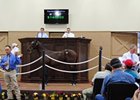 Equine Sales Company Consignor Select Yearling Sale Topper.