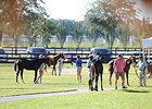 Expectations High for OBS Fall Mixed Sale Expectations High for OBS Fall Mixed Sale