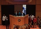 Hip 278, by Harlan's Holiday, sold for $250,000.