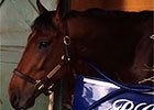 American Pharoah Morning After Rebel American Pharoah Morning After Rebel