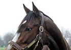 Rachel Alexandra
<br><a target="blank" href="http://www.bloodhorse.com/horse-racing/photo-store?ref=http%3A%2F%2Fpictopia.com%2Fperl%2Fgal%3Fprovider_id%3D368%26ptp_photo_id%3D9802072%26ref%3Dstory">Order Rachel Alexandra Photos Here.</a>