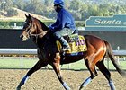 Paynter will stand his first season at WinStar for a fee of $25,000.<br><a target="blank" href="http://photos.bloodhorse.com/BreedersCup/2013-Breeders-Cup/Breeders-Cup/32986083_QMHXWK#!i=2874000456&k=W4j4p8K">Order This Photo</a>