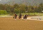 Training Begins on New Santa Anita Surface Training Begins on New Santa Anita Surface