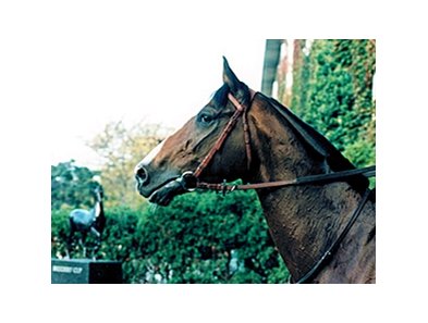 Hernando
<br><a target="blank" href="http://photos.bloodhorse.com/Classics/Classic-Photos/22651042_hrMBZZ#!i=2382161202&k=dCvrvNq">Order This Photo</a>