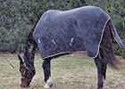 Rachel Alexandra 2/28/2013
