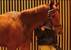 Ponte Bawi, lot 290, was the Arqana February mixed sale topper.