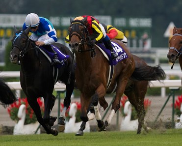 Gentildonna (Deep Impact x Donna Blini, Bertolini) becomes Japan's 4th filly to win the Filly Triple Crown when she narrowly defeated arch rival Verxina in the G1 Shuka Sho on October 14th 2012 at Kyoto Racecourse.