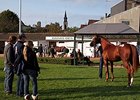 Arqana