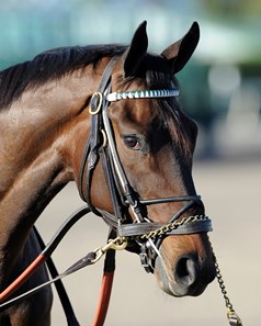 Royal Delta