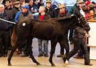 Lot 357, a colt by Bated Breath, brought top price of 65,000 guineas.