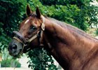 Alydar profile in 1990.