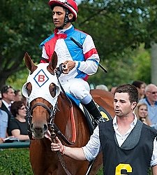 Wise Dan, Groupie Doll Remain Bound for Cup Wise Dan, Groupie Doll Remain Bound for Cup